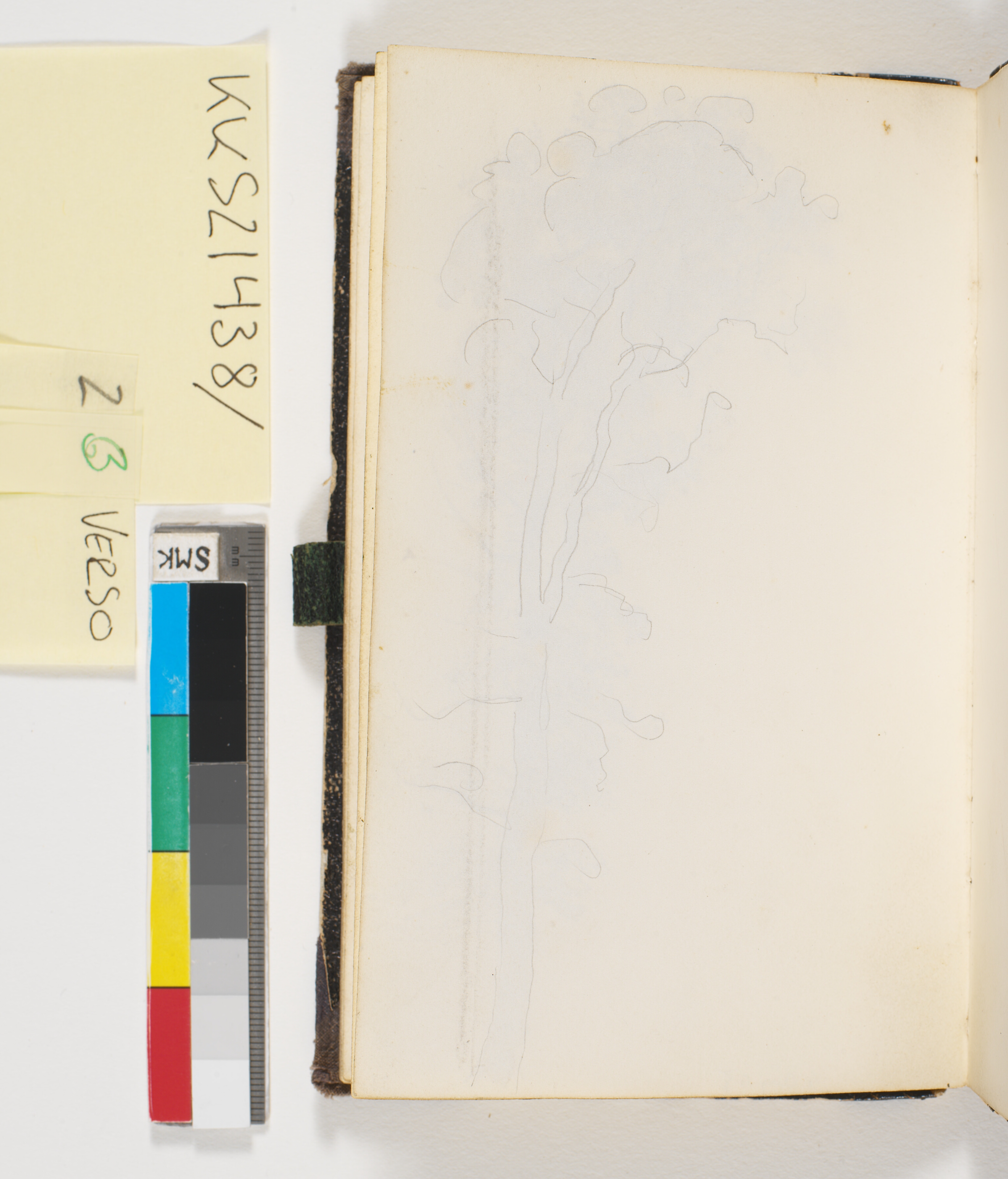 Omrids af et stort træ